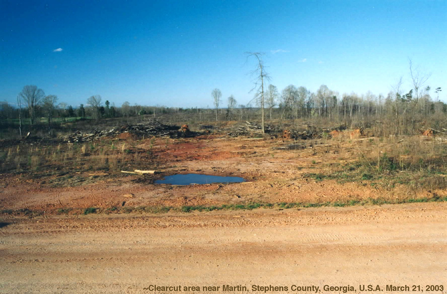 clear cut georgia